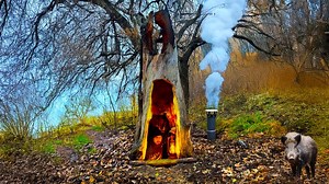 9.1K views · 83 reactions | Building a warm secret survival shelter inside a giant tree obtains shelter from a wild boar. | Wilderness Skills | Facebook