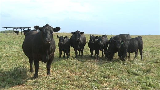 Uptick in cattle sickness in Iowa: Tick disease continues to migrate, impact more herds