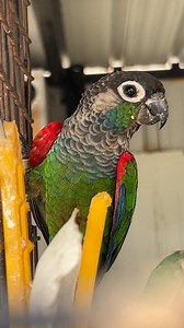 6.8K views · 78 reactions | Conure Bird Collection  Pineapple Conure Green yellow Sided Conure Black capped Conure Crimson bellied Conure Pearly Conure Sun Conure Our home aviary birds #prasanth360 #birds #smallconure #sunconure #pineappleconure #yellowsidedconure #blackcappedconure #crimsonbelliedconure #pearlyconure #Conure collection #pets | Prasanth360 | Facebook