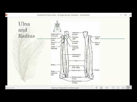 Appendicular Skeleton