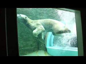 【異常行動】バク転をし続けるホッキョクグマ〔日本平動物園〕