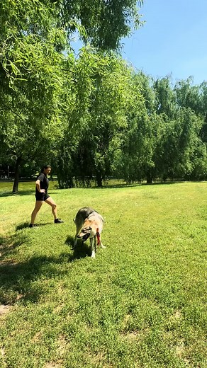 girls…let me be crystal clear: the stick is MINE ! 😂🥰🐺🐺 #e#echo#w#wildpawsw#wolfdogw#wildd#dogw#wolfdoglifew#wolfdogsw#wolfdogcommunityw#wildheartc#czechoslovakianwolfdogc#cainelupcehoslovacl#lupcehoslovacc#csvw#wolfw#wolfpackc#canicross#w#wolfsoftitktokt#tiktokromaniav#viralv#viraltiktokf#fyf#fypf#fypシf#fypシ゚viralforyou