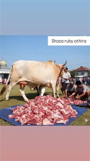 Detik detik sapi qurban idul adha kabur #trending #cow #sapigemuk #sapiqurban