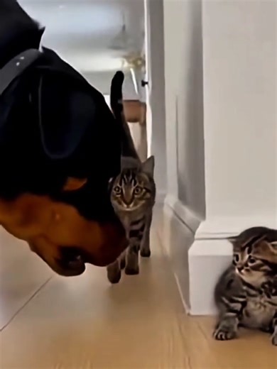 Cat and dog funny moment 😂 most 6 interesting funny video 🤣😂 #funnypets #animalfunny #funnydog #funnymemes #funnyvideo