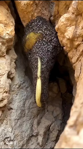 135K views · 2.1K reactions | Discovering Natural Beehives in the Wild # #beehivestate #beehivehair #beehive bees #beehives #beehivetrail | Beehive USA | Facebook