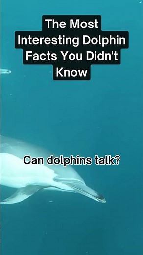 Dolphin Language: How These Smart Creatures Communicate