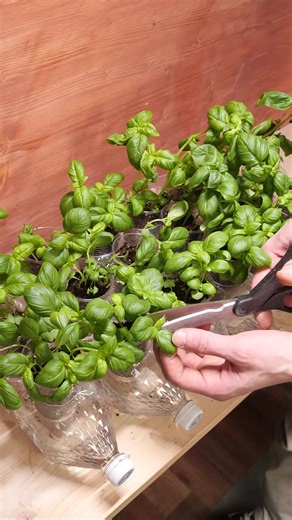 36K views · 96 reactions | Planting Hack In Bottles | Panda Curioso | Facebook