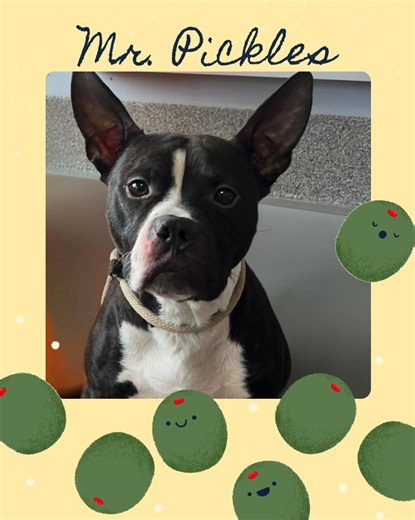Meet Mr. Pickles and discover the power of love. If those adorable ears don’t steal your heart his affectionate personality will . As a small yet mighty companion, weighing 25-30 pounds, he is ready to give you his unconditional love. He is dog-appropriate and a meet and greet would be necessary. He eagerly awaits the opportunity to share his heart with you. He promises that loving him will bring you happiness, as he will love you with all he has. To meet Mr. Pickles contact Michele at 914-374-4