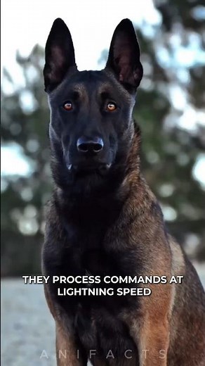 Belgian Malinois: The Ultimate Military Dog