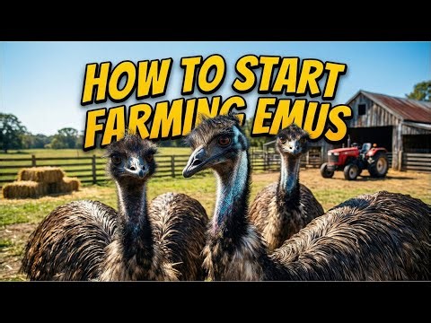 How To Start Farming Emus: The Complete Beginner’s Guide