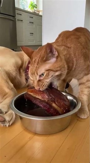 Cat Steals Meat From Sleeping Dog… BIG Mistake 😭🐱🍖🐶