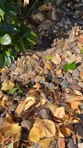 Odorous House Ants | Bug’N Out Pest Control Rio Rancho/ Westside ABQ