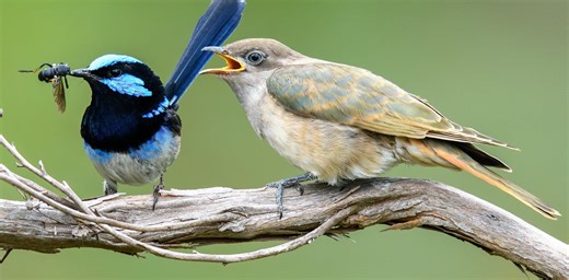 What’s that in my nest? How the evolutionary arms race between cuckoos and hosts creates new species