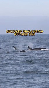 Thrilling month of whale watching in a Monterey Bay this past month! 👻 Here’s our recap of October 2023. Thanks to our crew for capturing this spine-tingling moments. . . #whalewatching #humpbackwhales #orcas #recap #montereybay | Discovery Whale Watch