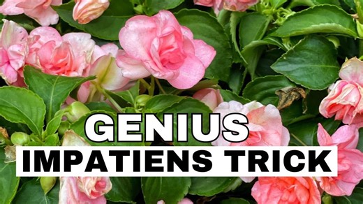 Zen Garden Tour in Spring: Pond Blooms & a Cool Impatiens Trick! 🌸 Bricks ’n Blooms