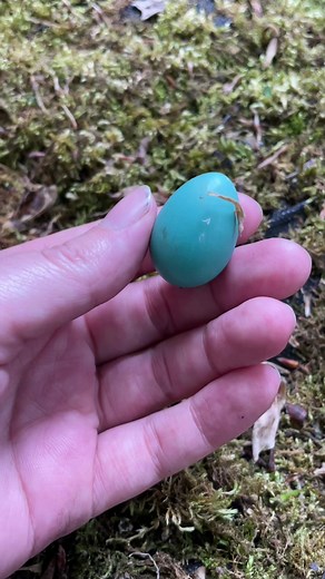 Discovering a Perfectly Intact Robin's Egg by the Stream