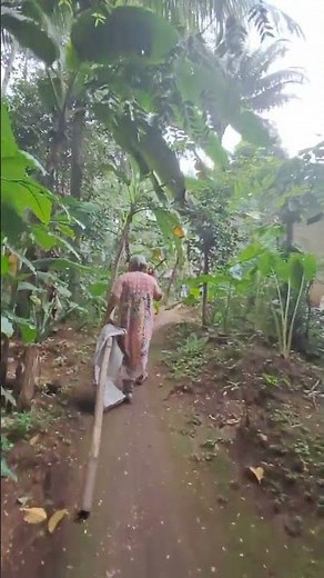 mbah uti panen jantungpisang #short #ytshorts #panen