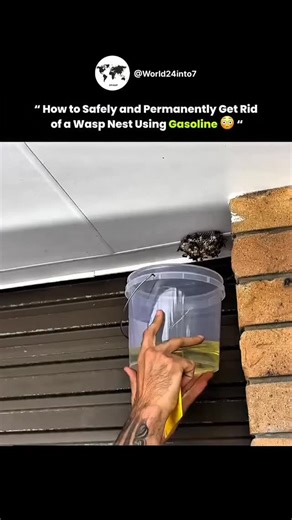 @worldwar.io on Instagram: "Gasoline is highly toxic to wasps. It kills them by suffocating and poisoning them quickly. When poured into a nest, especially underground, it produces strong fumes that affect their breathing and nervous system. This causes rapid death. Its chemical strength also breaks down the nest and forces any surviving wasps to leave. via : @the__handyman_can We do not own any of the content. All credit goes to the respective owners. No copyright infringement intended."