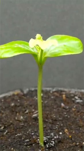 Growing Watermelon plant seed | Time Lapse #growing #timelapse #shorts