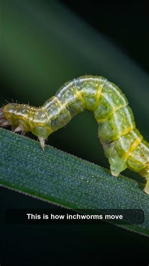 This is how inchworms move