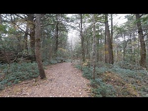 4K・Aokigahara forest near mt. Fuji