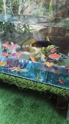 UNBOXING IKAN HIAS, IKAN KOI, IKAN MAS KOKI, IKAN CUPANG, IKAN SAPU-SAPU, GLOFISH, MANFISH #shorts