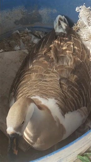 #vathu#duck #trending flaying Bird #trending #duck #egg #