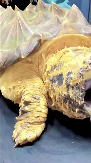 Snapping Turtle Bite Can Be DEADLY!