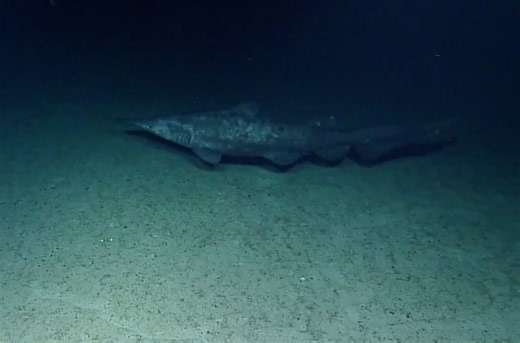 Deep-sea vehicles spot ‘alien’ sharks deep beneath the waves in the Pacific