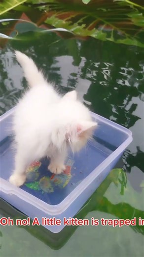 Kitten Trapped in Puddle! 😱#kitten #worldcat #cats #videocats #foryou #help #shorts #rekomendasi