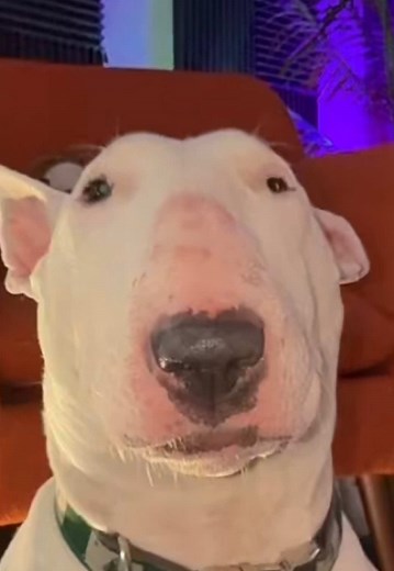 Pookie the Tired Dog: A Funny Yawning Meme