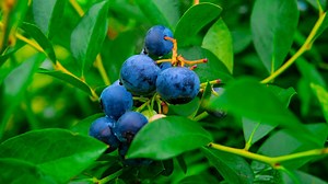 10 Best Local Superfoods from Coast to Coast