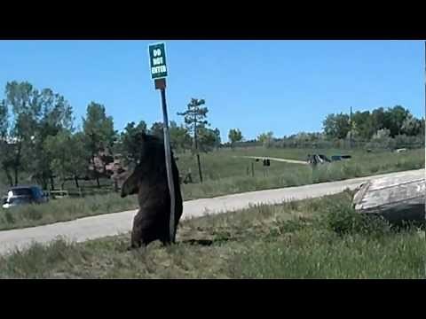 Black Bear scratching his back like Baloo in "Jungle Book"