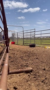 The Dube Chute is a vital piece of working-ranch infrastructure, designed specifically to handle Longhorn cattle safely and efficiently. Longhorns are known for their wide horn span, strength, and unpredictable movement, which means standard cattle chutes often aren’t suitable. The Dube Chute provides the space, strength, and controlled flow needed to move animals calmly while protecting both livestock and handlers during sorting, loading, and veterinary work. Infrastructure like the Dube Chute 
