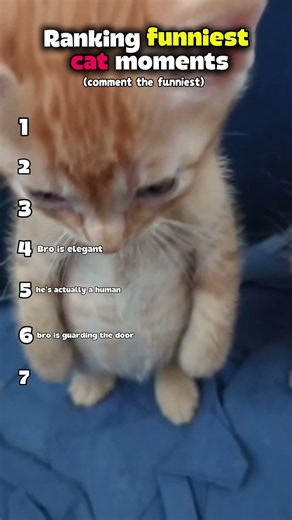 Ranking the Funniest Cat Moments 😂🐱