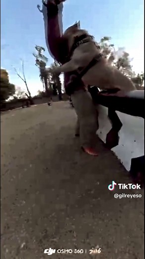 Training an American Bully XL for Protection