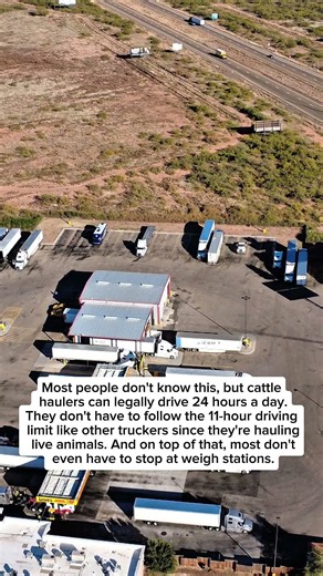 cattle haulers can legally drive 24 hours a day.