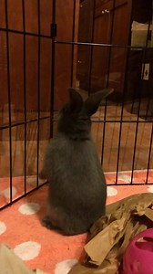 1.9K views · 218 reactions | Minnie Me's standing binky. | SaveABunny Babies | Facebook