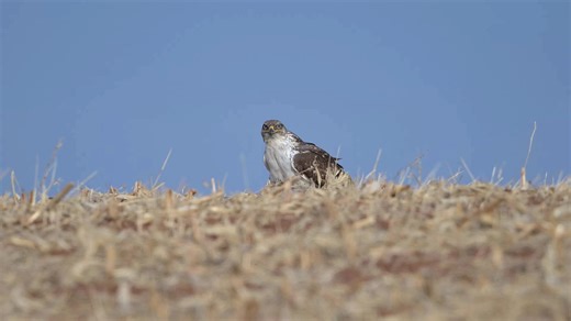 Ferruginous hawk playing with stick. | Wildlife throughhopeseyes.
