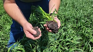 Soil School: Defining soil health and its role in fertilizer and nutrient management