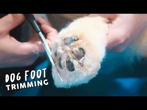 How To Trim Your Dogs Foot ✂️ BASIC Tutorial