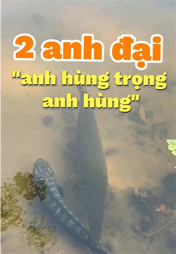 Cá hải tượng long và cá lóc bông – hai loài cá săn mồi khét tiếng – liệu có thể nuôi cộng đồng và cùng nhau sống hòa bình? 🤔 Trong video này, chúng tôi chia sẻ thực tế nuôi cá hải tượng long chung với cá lóc bông, từ điều kiện hồ, kích thước cá, cách bố trí không gian đến kinh nghiệm hạn chế xung đột giữa các loài cá săn mồi. Nếu bạn đang quan tâm đến việc nuôi cá kích thước lớn, cá dữ nhưng vẫn muốn tạo một hồ cá cộng đồng ấn tượng, thì đây là video không nên bỏ lỡ. Nội dung phù hợp cho người 