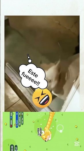 nunca había visto tanta traición 😂😂😭 ( cosas de perros) #mascotas #funny #perros