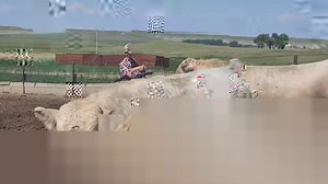 Filling another ETN bull order! 90% of our bulls are sold sight unseen to producers all across the country. We offer Performance Proven ETN Bulls for Sale by Private Treaty all year for our customers 🇺🇸🥩 | Eaton Charolais Ranch