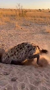 Mother Wild Boar Saves Her Baby from a Hyena Attack! A heart-stopping moment in the wild! A young wild boar is about to be attacked by a hungry hyena lurking nearby. Just seconds before tragedy strikes, the mother wild boar charges in with full force, fiercely defending her baby. The powerful counterattack forces the hyena to retreat, proving that a mother’s instinct is stronger than fear in the animal kingdom. #wildlife #wildlifeattack #animalinstinct #motherprotects #wildboar #hyena #predatorv