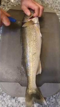 Pike-perch filleting and bone-removal life hack