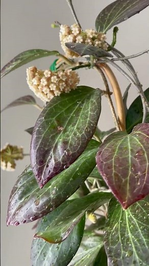 Hoya Hellwigiana in full bloom and showing sunstressed colors! #hoya Care details in description