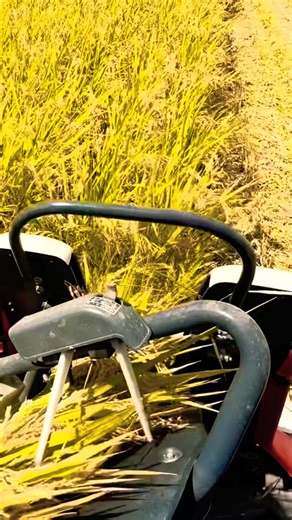 Kubota ER215クボタの2条15馬力コンバインで刈り取りSTAR #kubota #harvester #harvestermachine #harvesters #combine