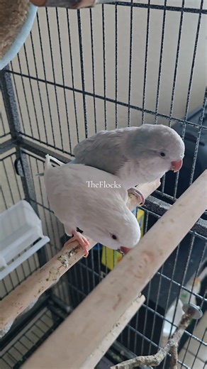11 shares | welcome our new member of the family, Loki our male Quaker Parrot! We are the flocks. We are Lili, Lilo and Loki. We are Quaker Parrots also known as Monk Parakeet. Please follow our journey together. Thank you for the love and support. ❤️ #trending #viral #fyp #theflocks #pet #highlightseveryone #reelsviralシ #foryourpage #cute #funny #animals #fblifestyle | The Flocks | Facebook