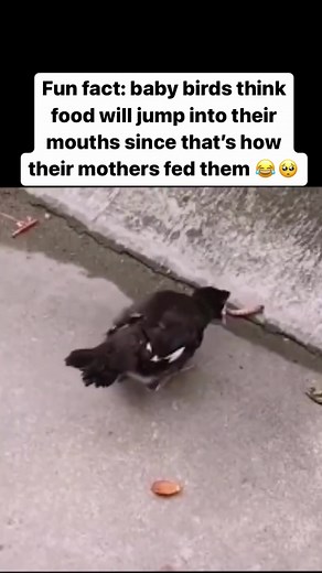 2.1M views · 10K reactions |  Check our music on Spotify: https://open.spotify.com/artist/2Ixr69JJ6t2J4uTCVhyIBf?si=Vf7yohKIRZqO3qg3RBfr0w YouTube: https://www.youtube.com/@SevenStarCrown Credits to the rightful owner of the video. #fypシ #fypviralシ #reelsvideo #reelsfb #funnyreels #birds #amazing #music | Seven Star Crown | Facebook